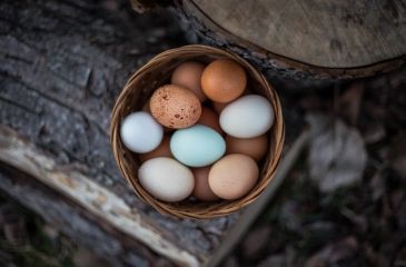 Ovos galados